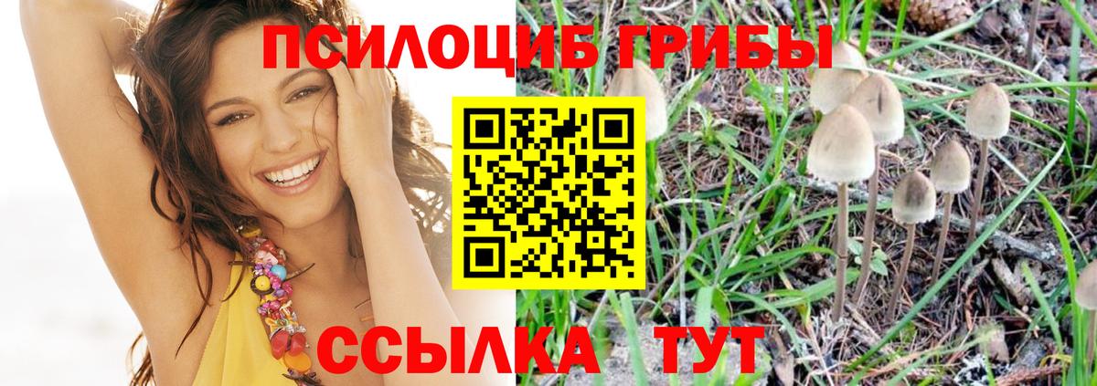 Галлюциногенные грибы Cubensis Выборг